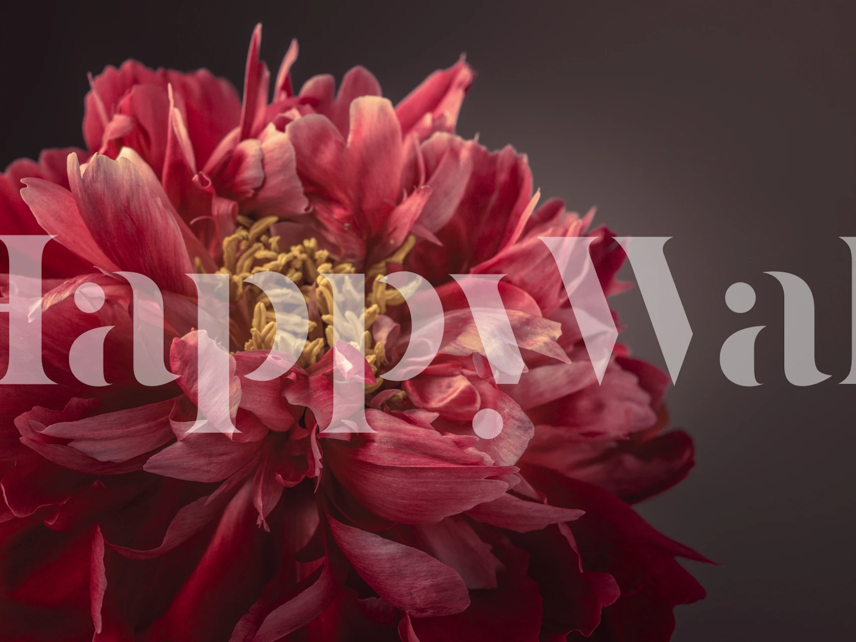 Red peony flower with intricate petals and yellow center wallpaper