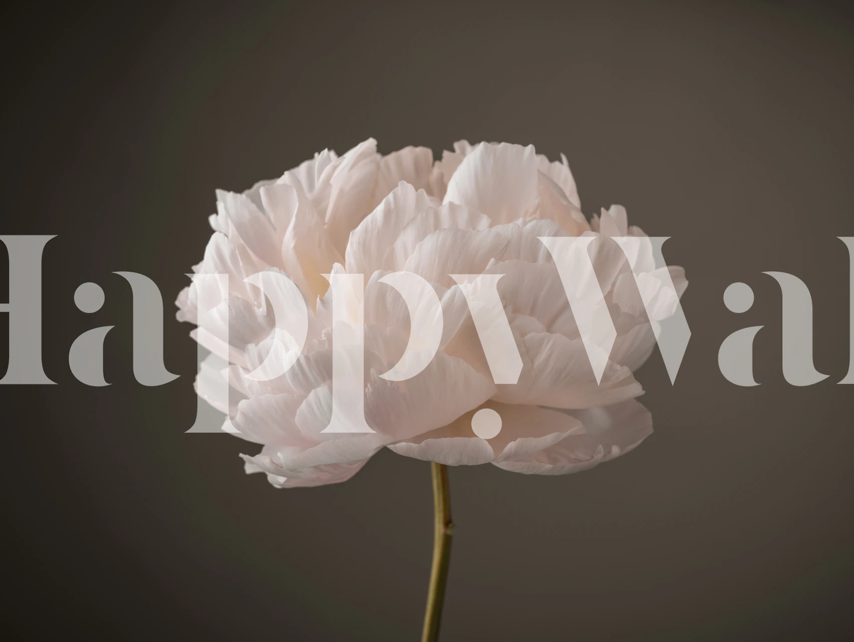 Fotomural vinílico elegante de flor de peônia única em um fundo gradiente