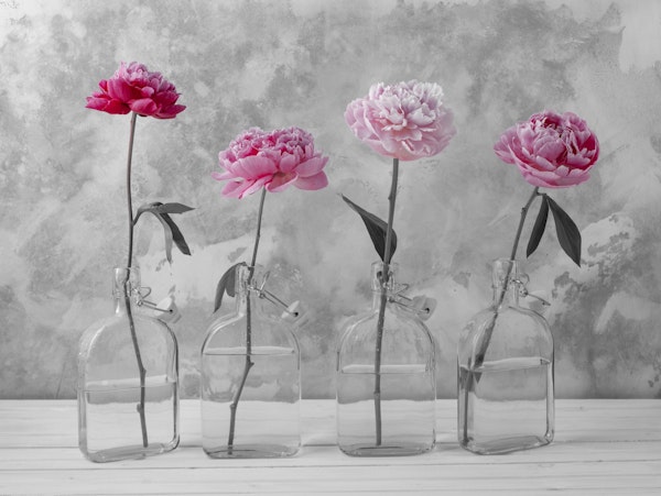 Peonies in glass bottles