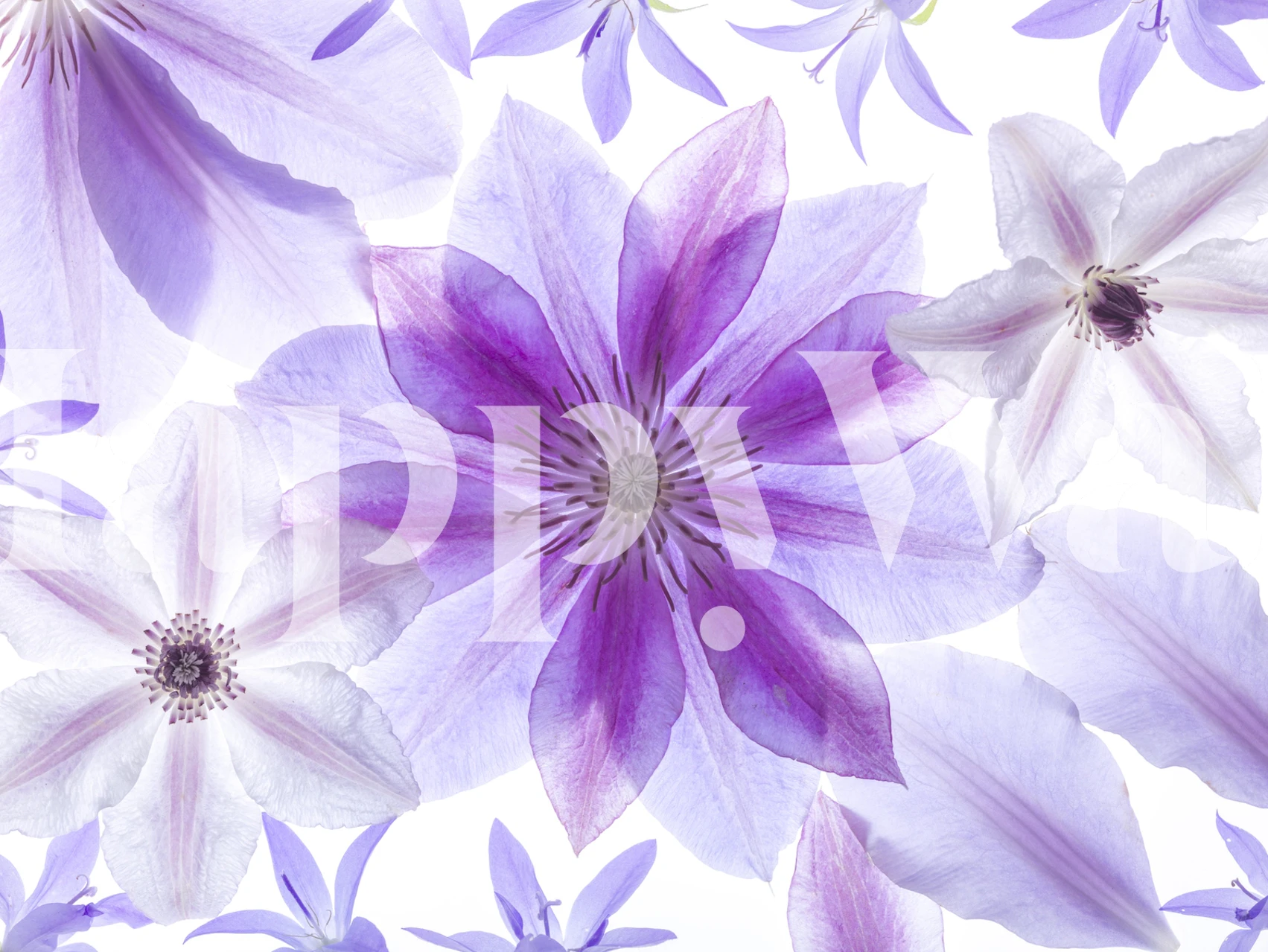 Purple and white clematis flowers wall mural for home decor