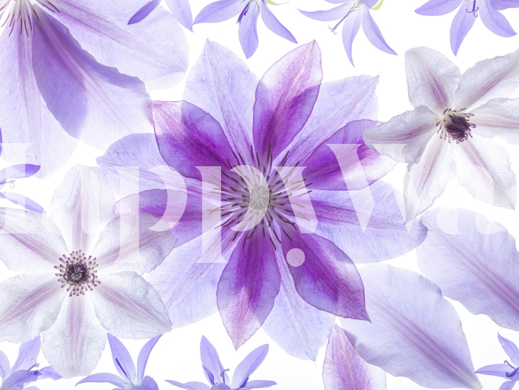 Purple and white clematis flowers wall mural for home decor