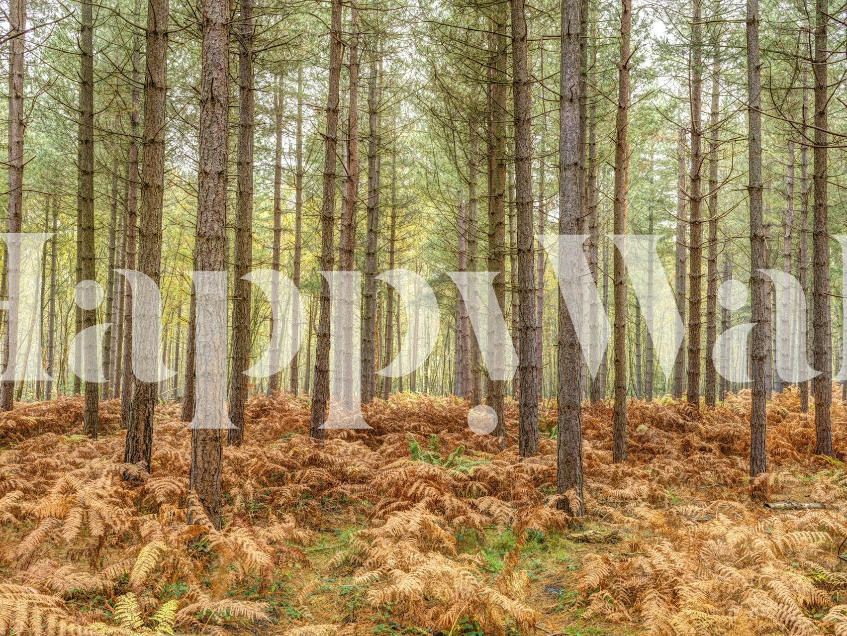 Tall trees in an Autumn forest with ferns and earthy colors wallpaper