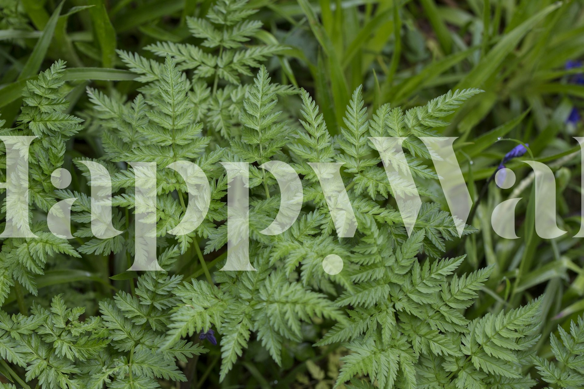 Green fern leaves pattern on natural background wallpaper