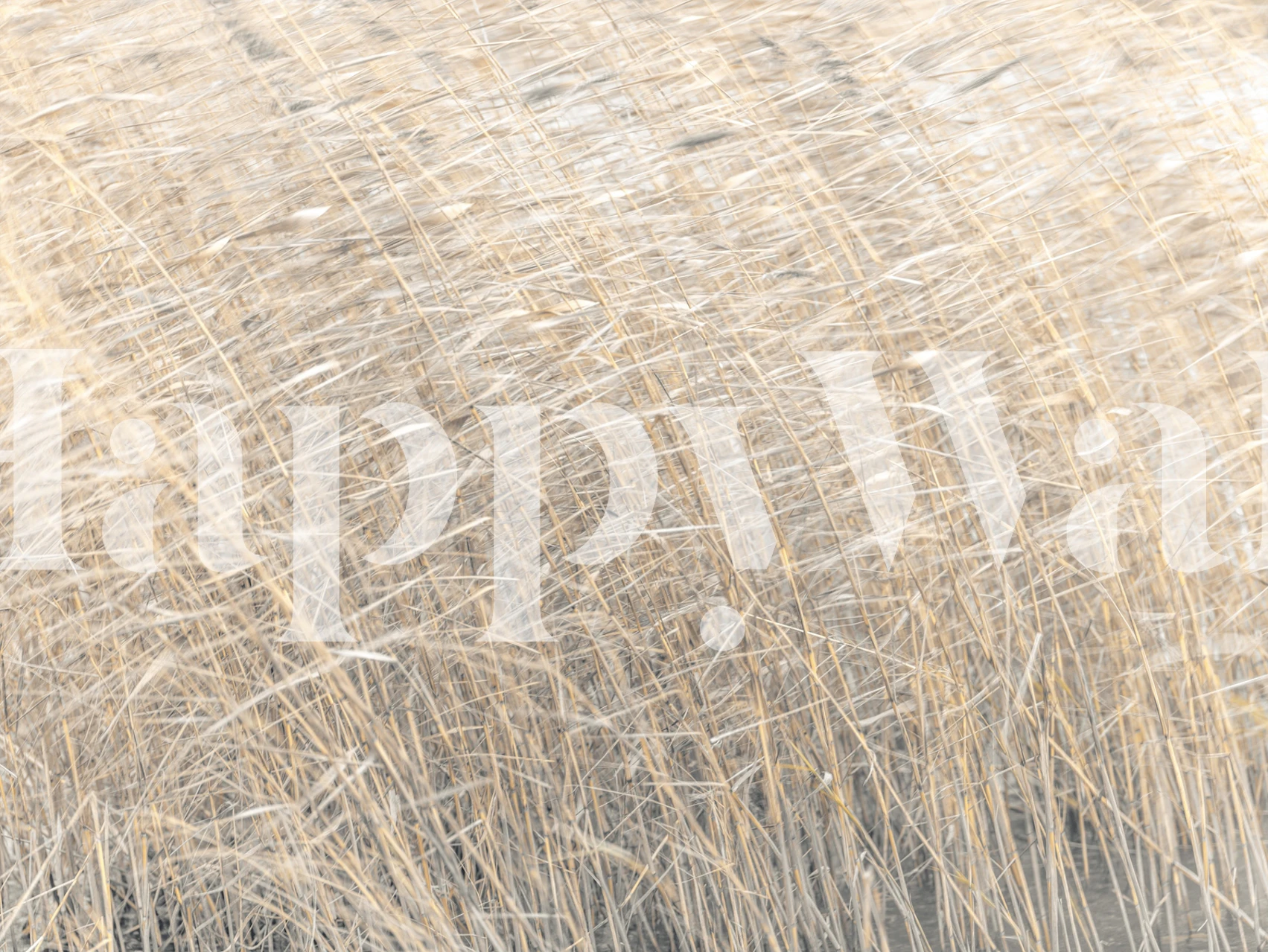 Brown tall reeds in water, natural texture wallpaper