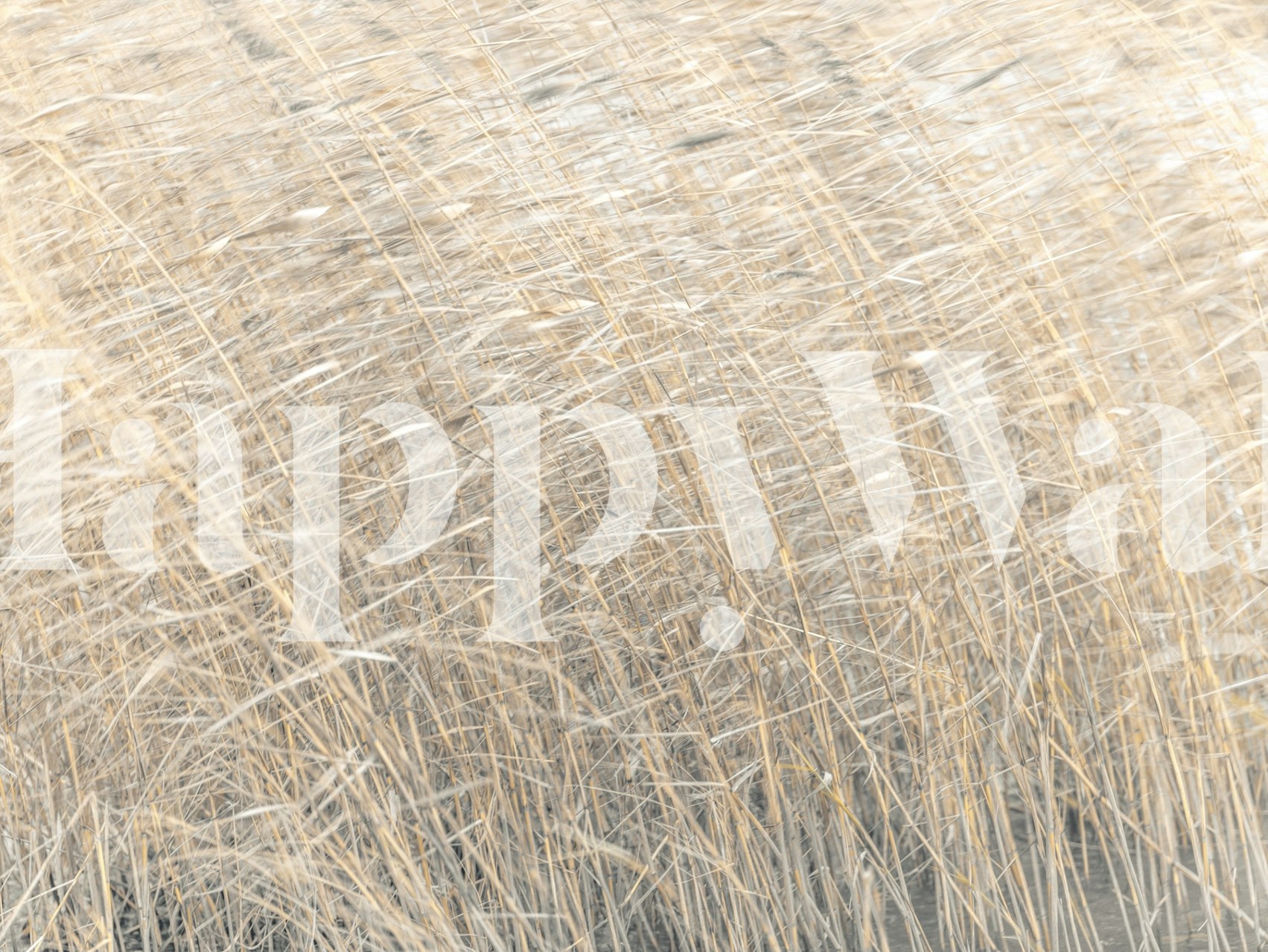 Brown reeds growing in water tapeta