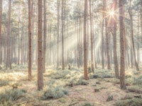Misty forest with sunrays tapete