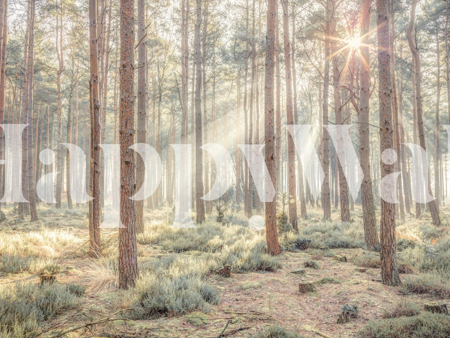 Misty forest with tall trees and sunrays shining through wallpaper