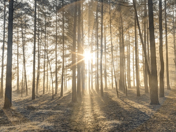 Misty forest with sunrays 4
