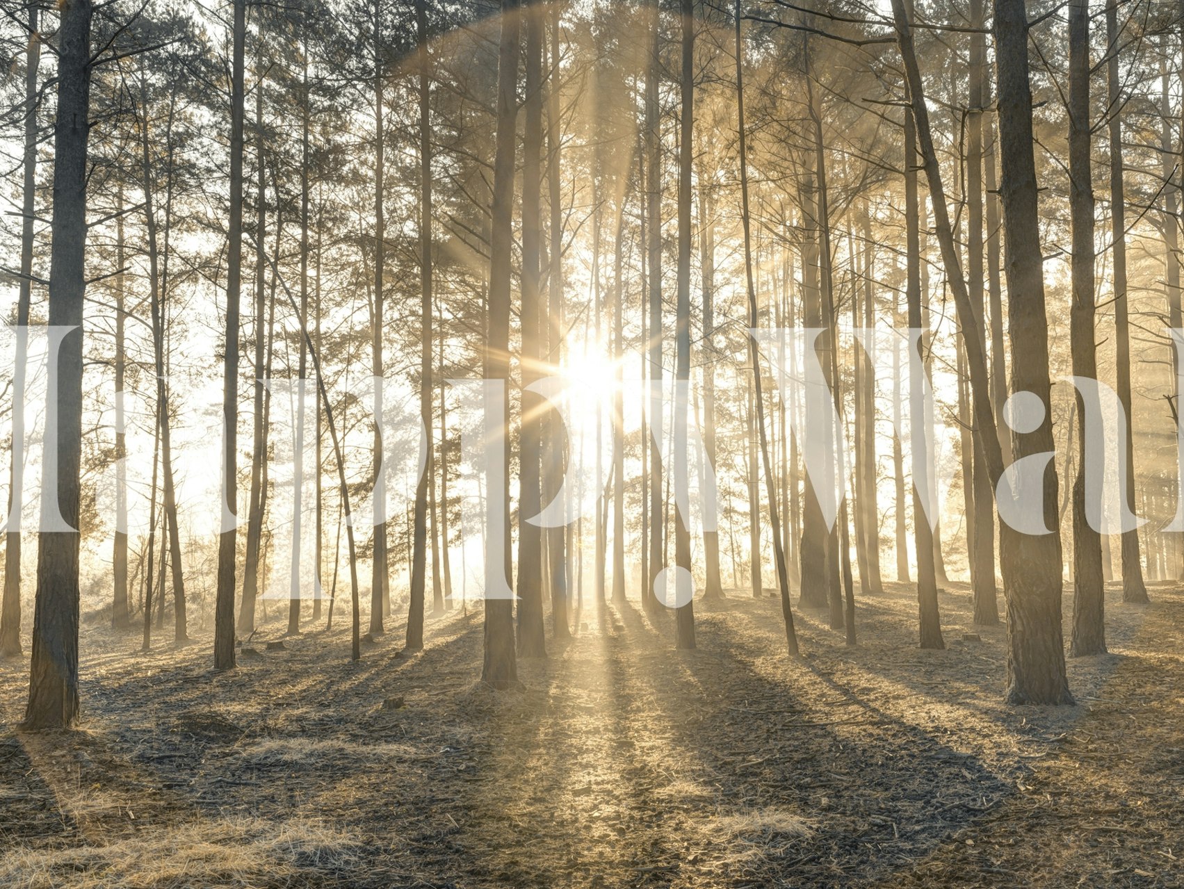 Misty forest with sunrays wallpaper in a room