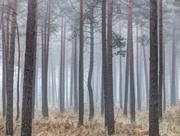Misty forest with tall trees