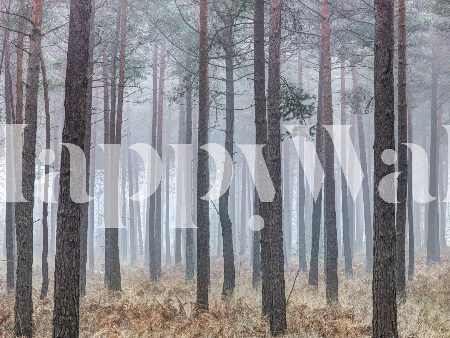 Misty forest with tall trees tapeetti