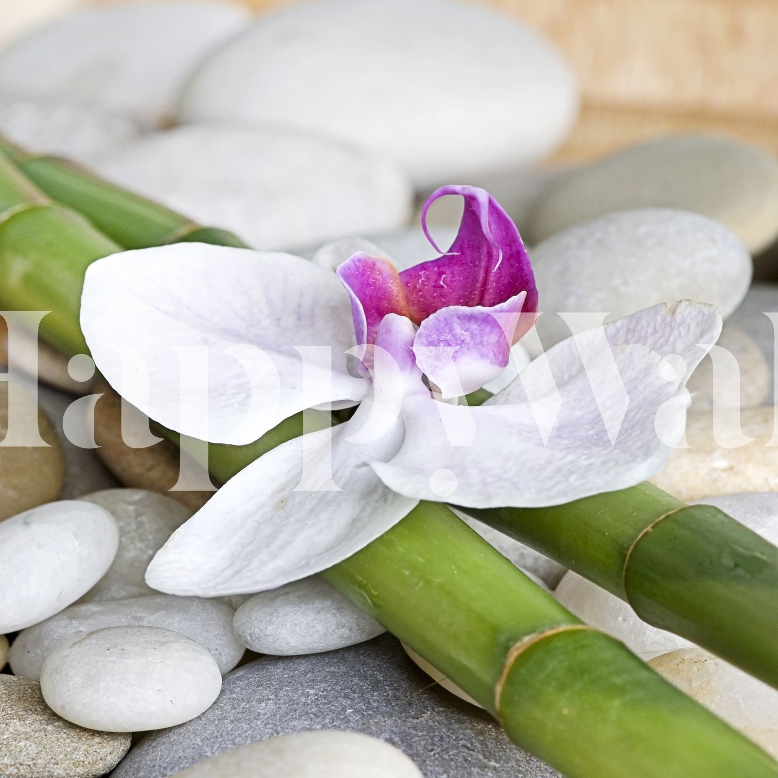 White Orchid On Bamboo wallpaper - Happywall