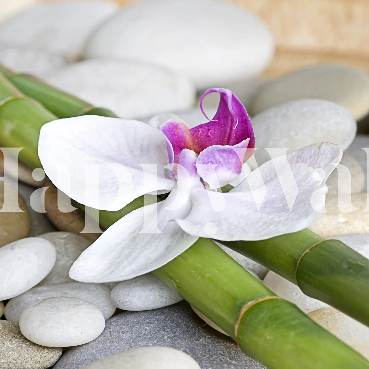 Projekt tapety White Orchid On Bamboo
