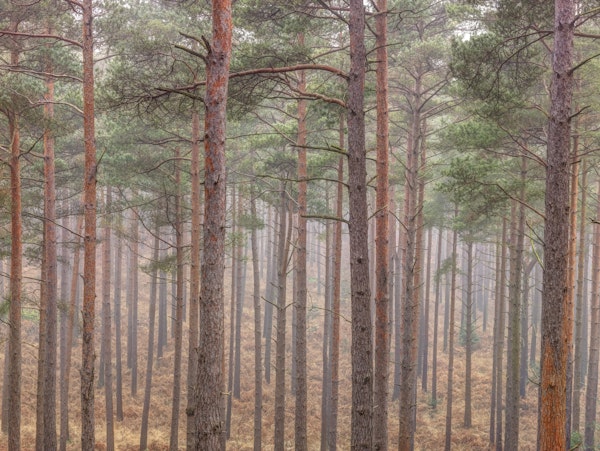 Misty forest with tall trees 4