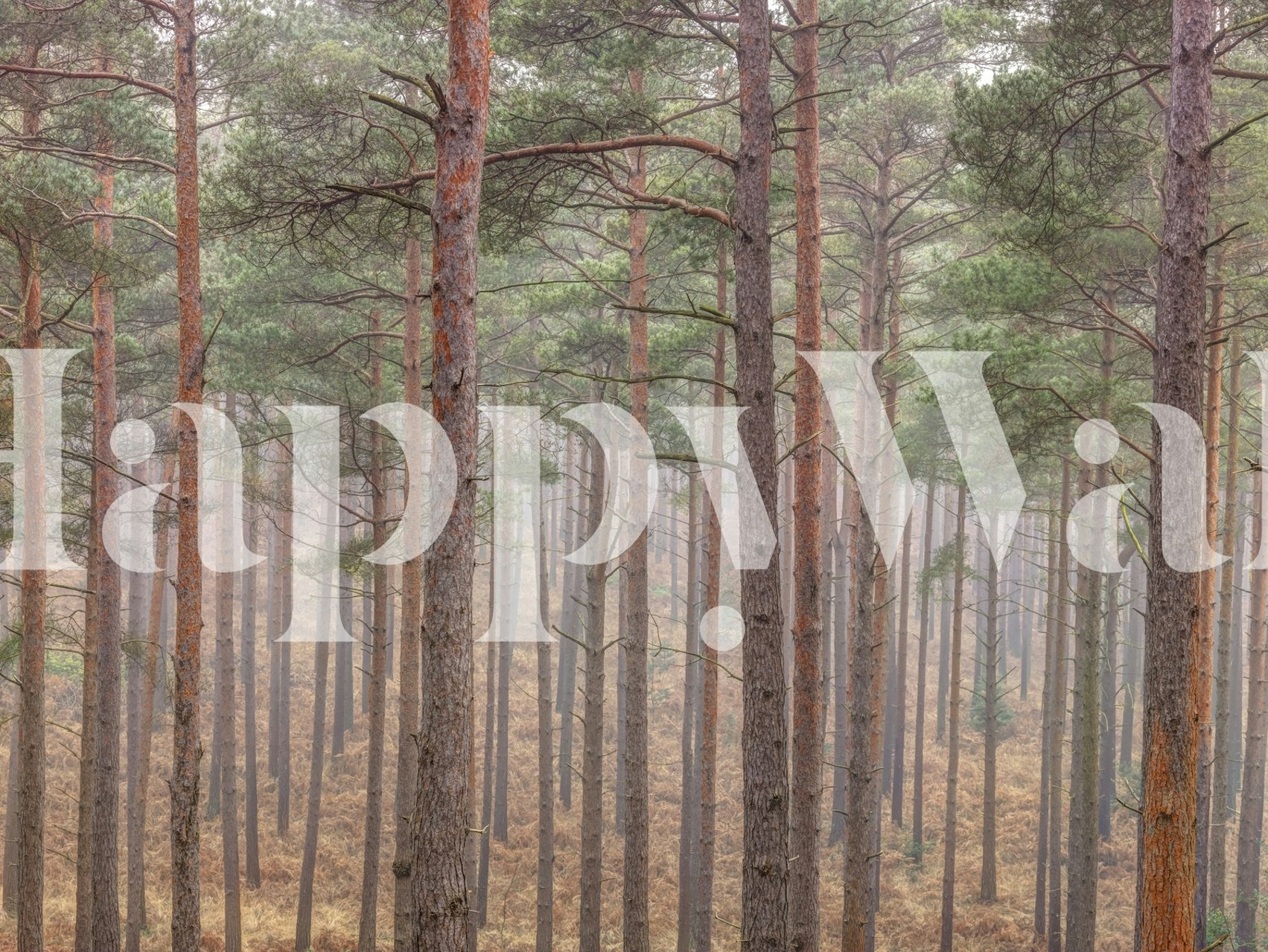 Misty forest with tall trees wallpaper