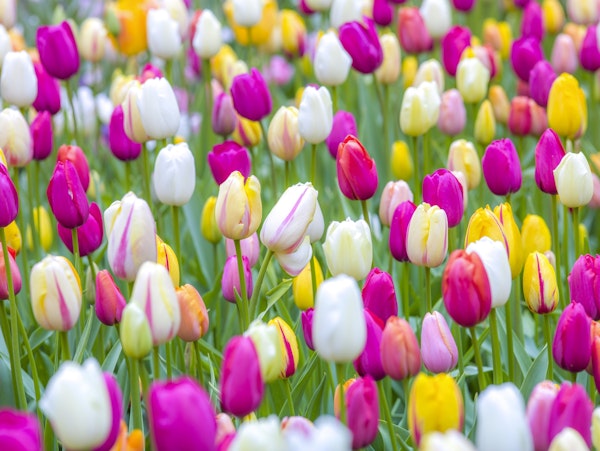 Tulips in garden