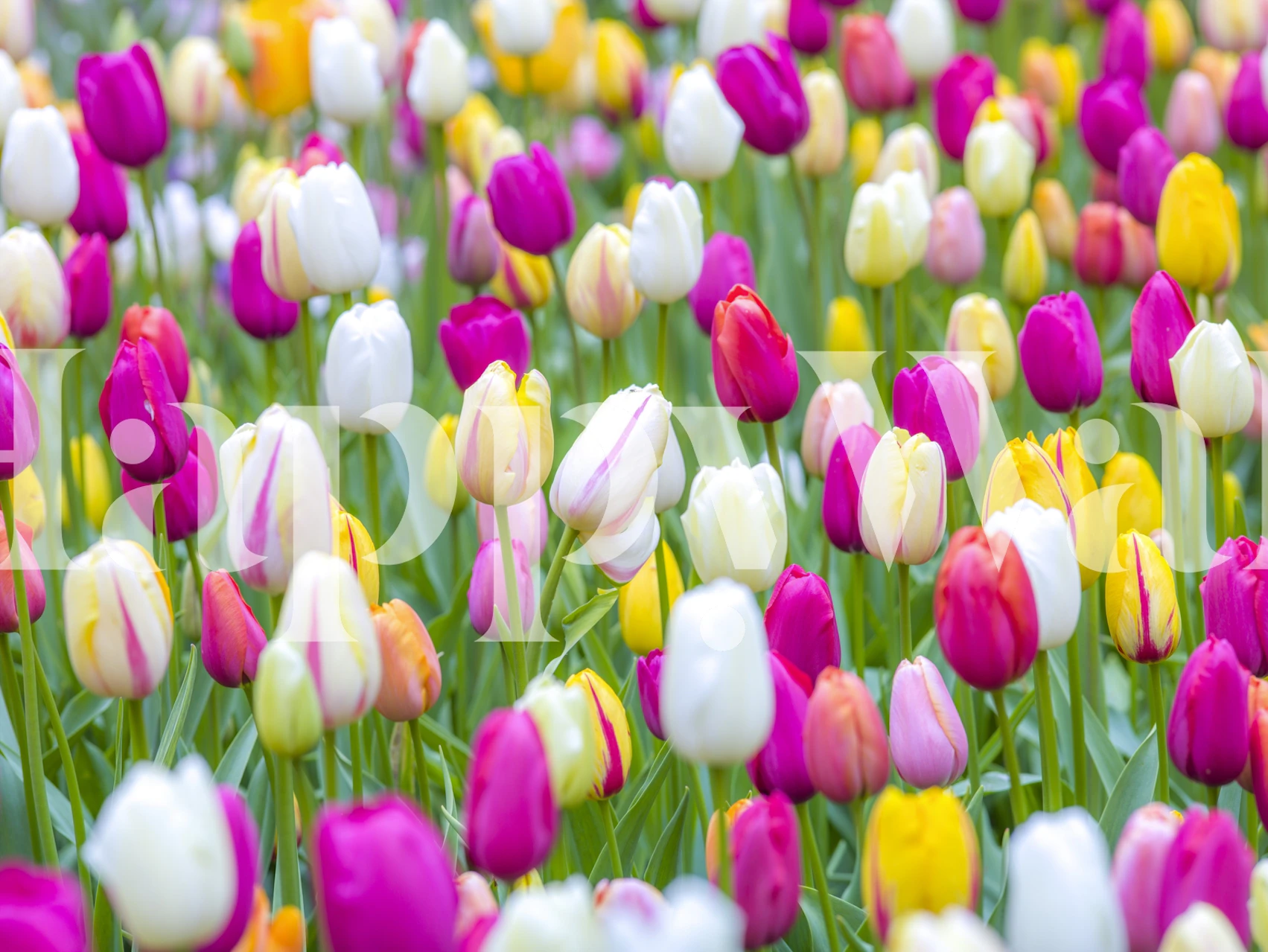 Barevná tapeta tulips in garden