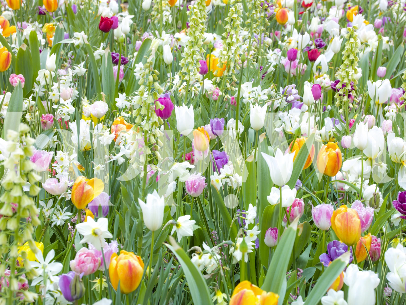 Colorful tulip garden with a variety of tulips in bloom, perfect for a floral-themed wall mural