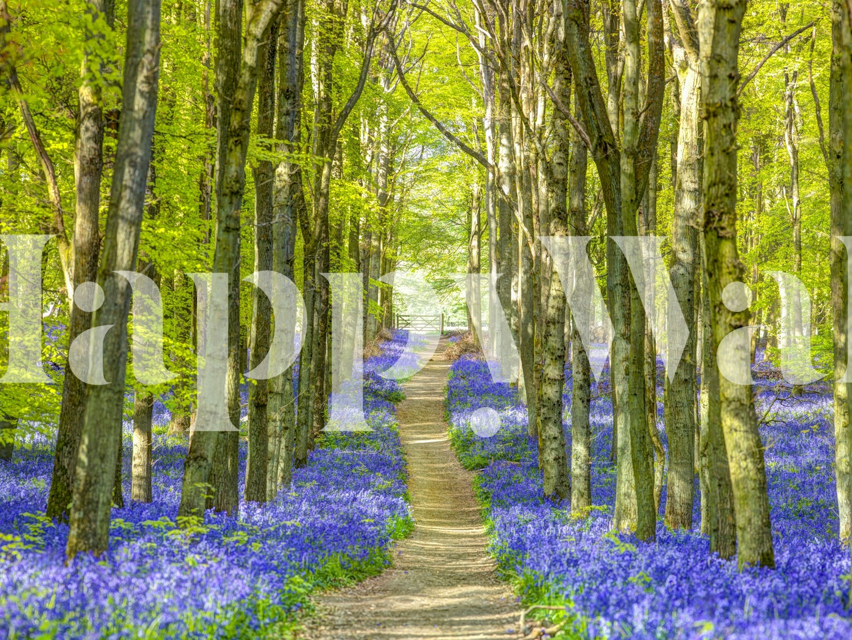 Path through a forest lined with bluebell flowers and trees wallpaper