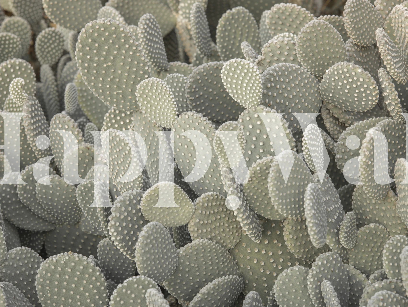 Cactus plants with textured surface in green wallpaper