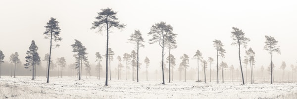 Snowy forest in winter