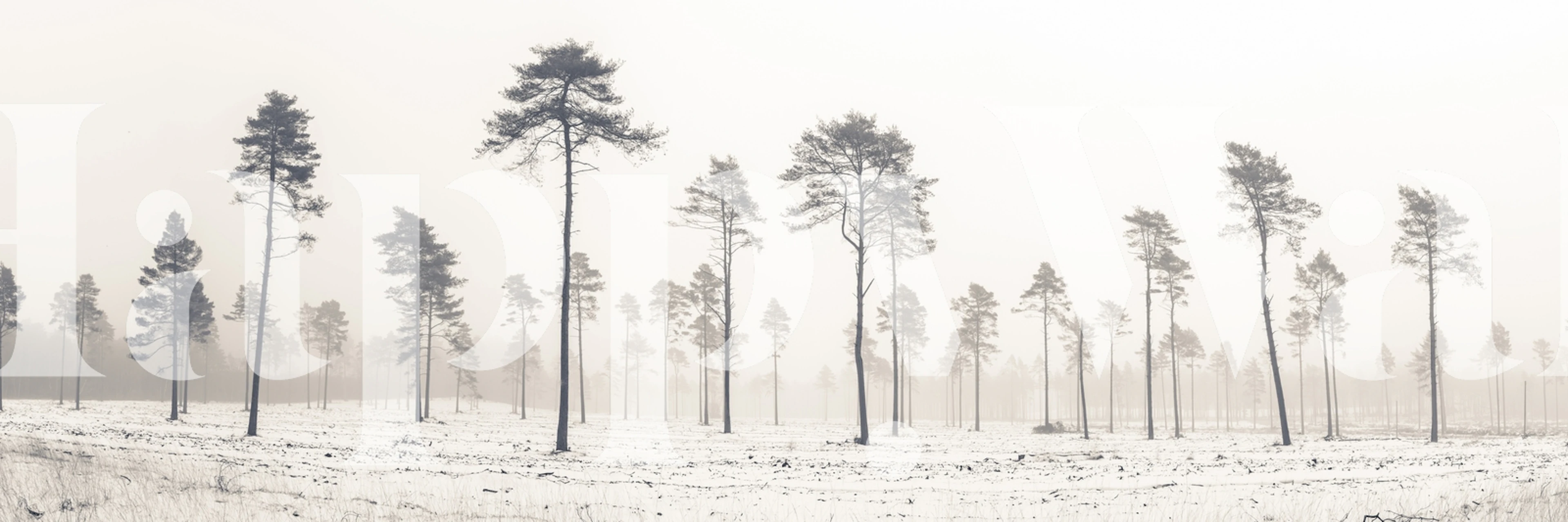 En lugn, snöig skog tapet som visar smala träd med en vit vinterbeläggning