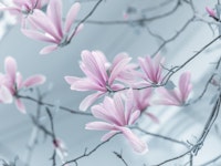 Magnolia flowers tapet