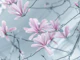 Magnolia flowers