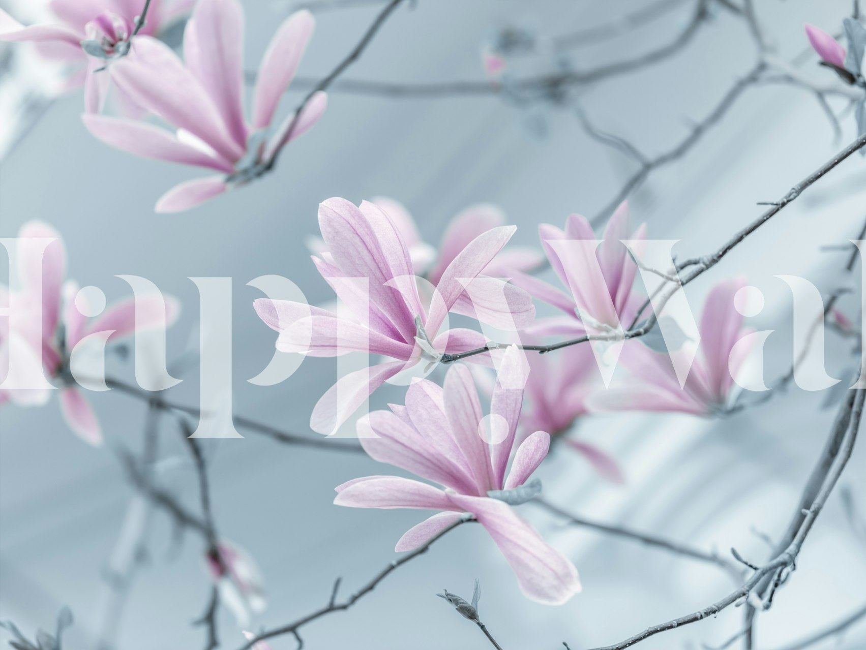 Magnolia flowers in soft pink on branches with a light background wallpaper