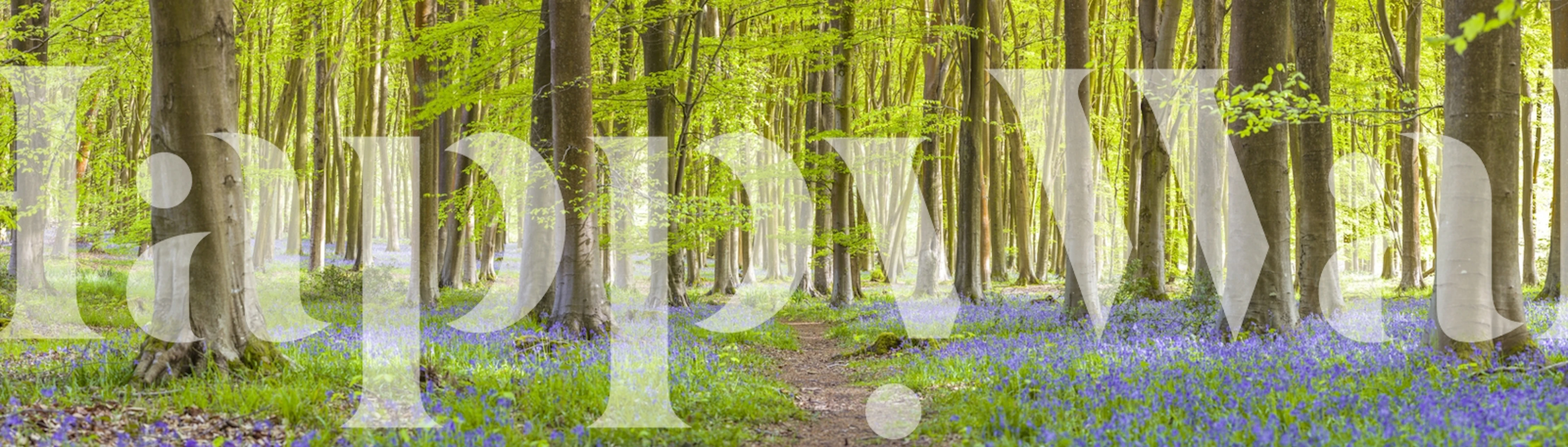 Forest pathway with green leaves and bluebells wallpaper