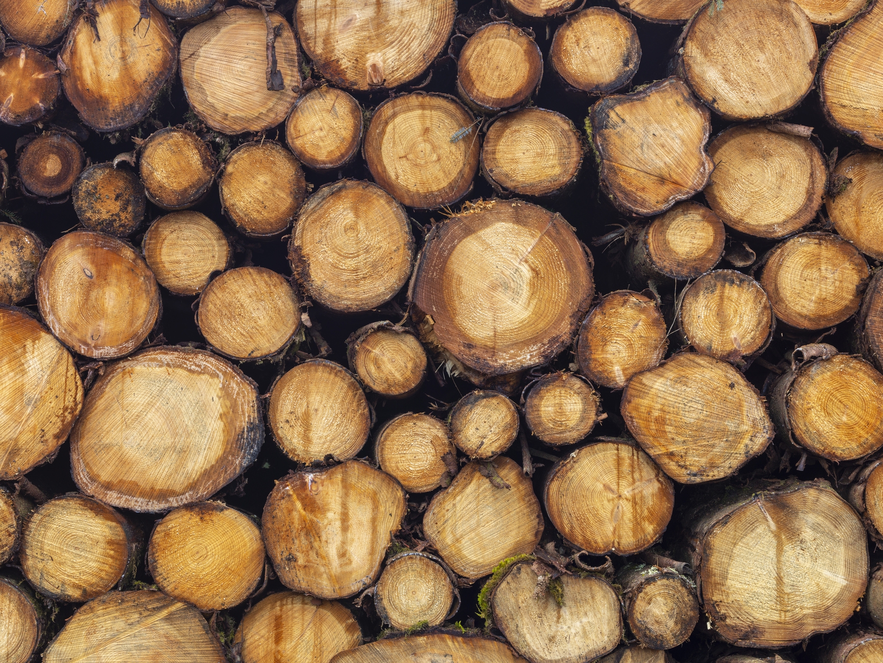 Wood Logs Wallpaper - Natural and Rustic Design