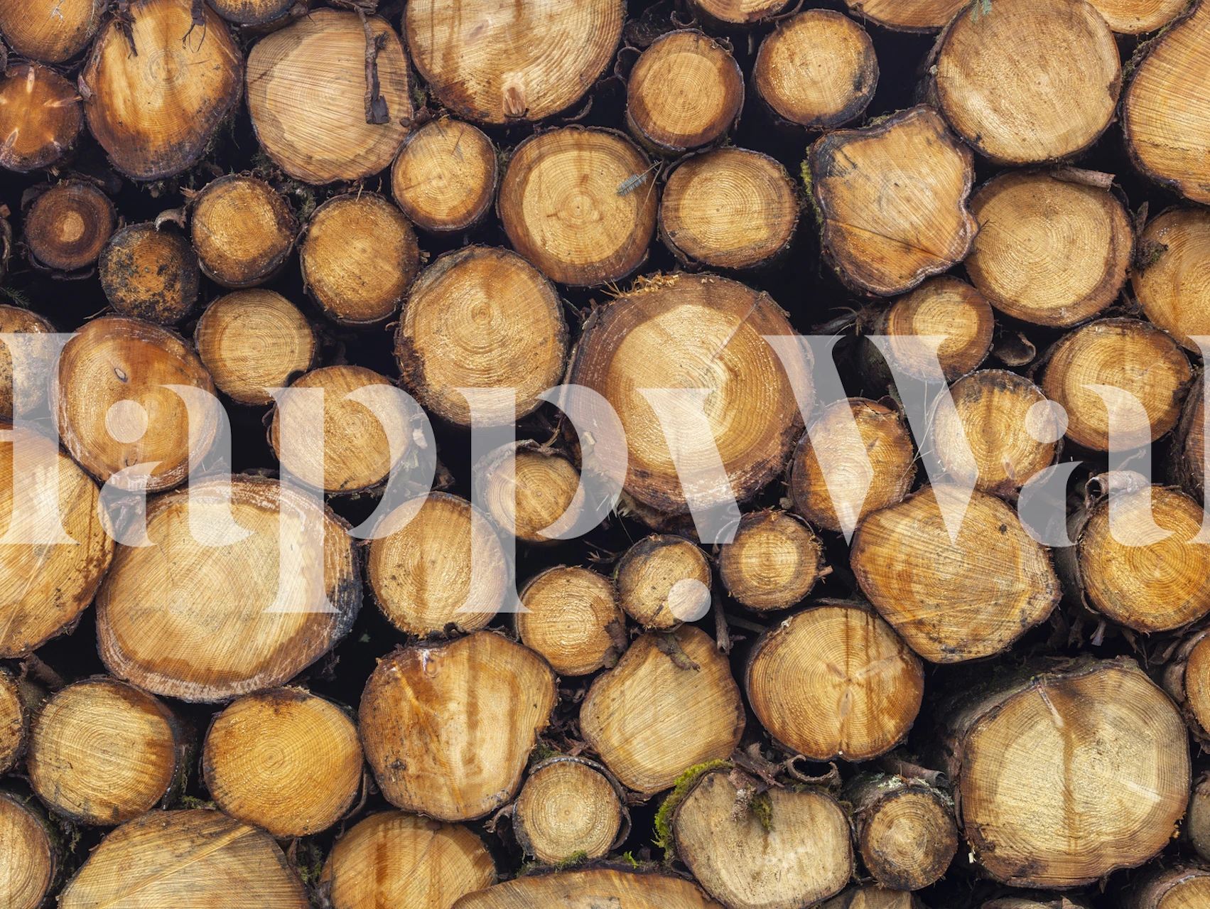Close-up texture of stacked wood logs wall mural