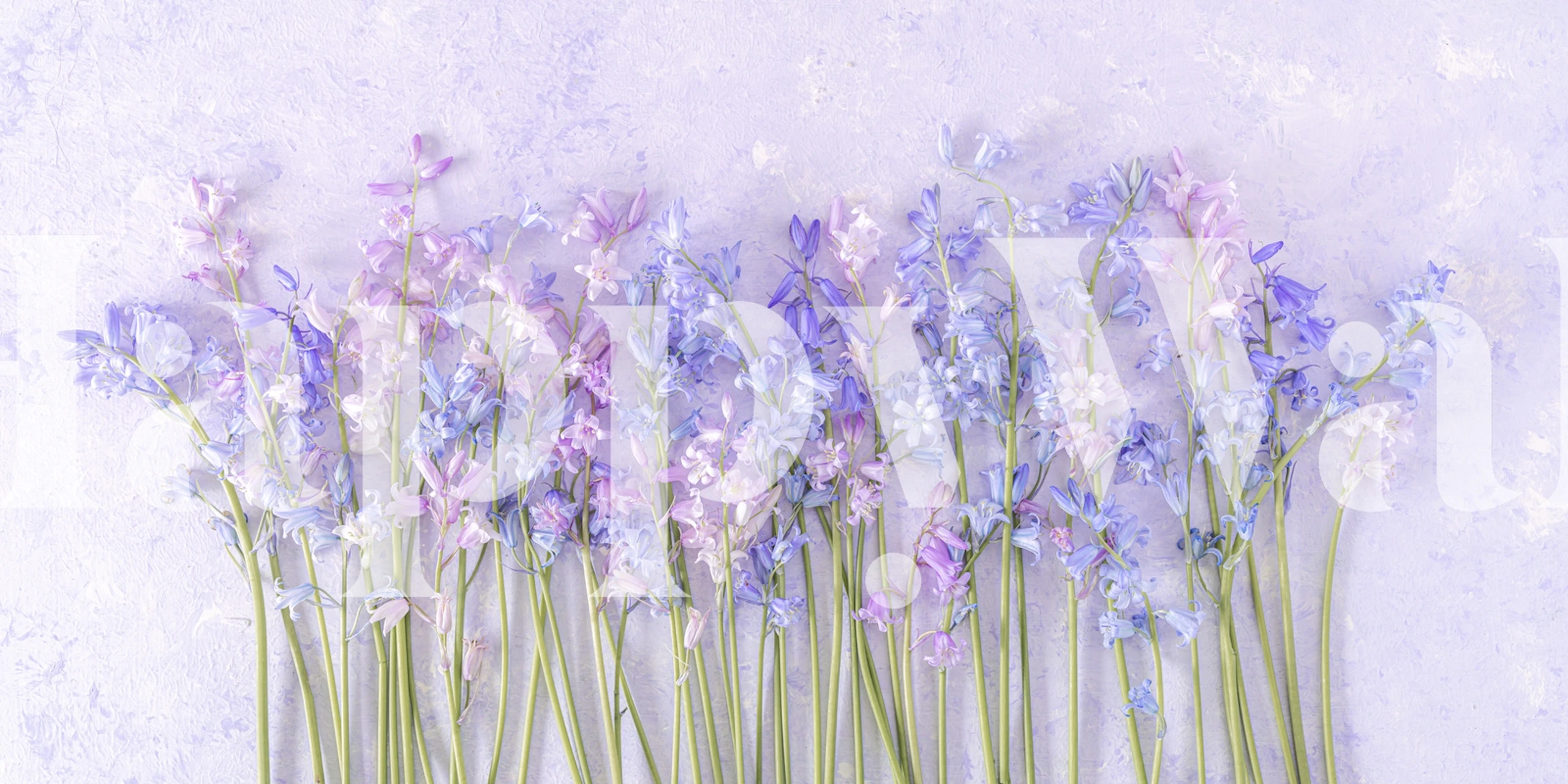 Tapeta Bluebell flowers u sobi