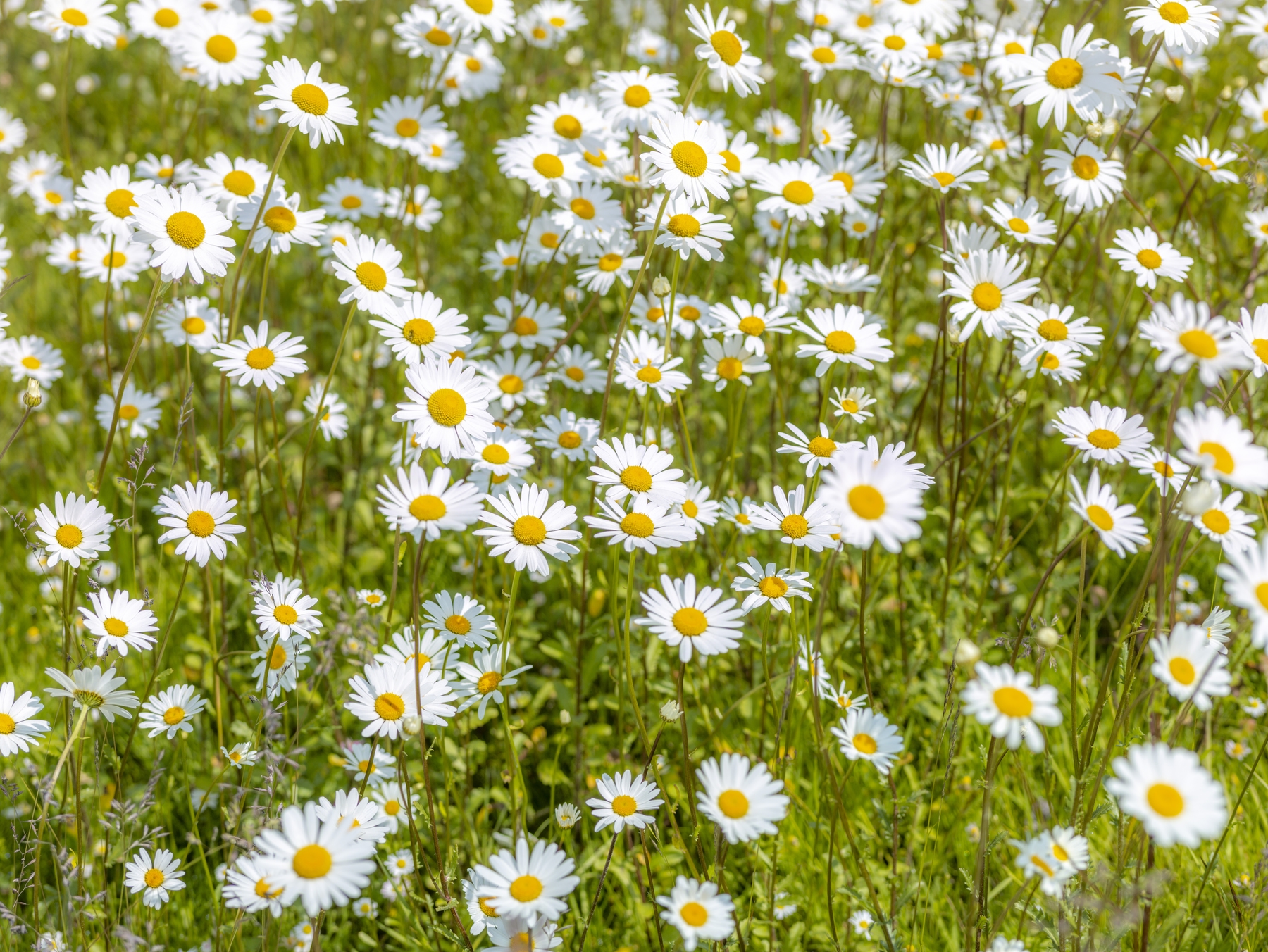 Daisy Flowers 4 Wallpaper Happywall