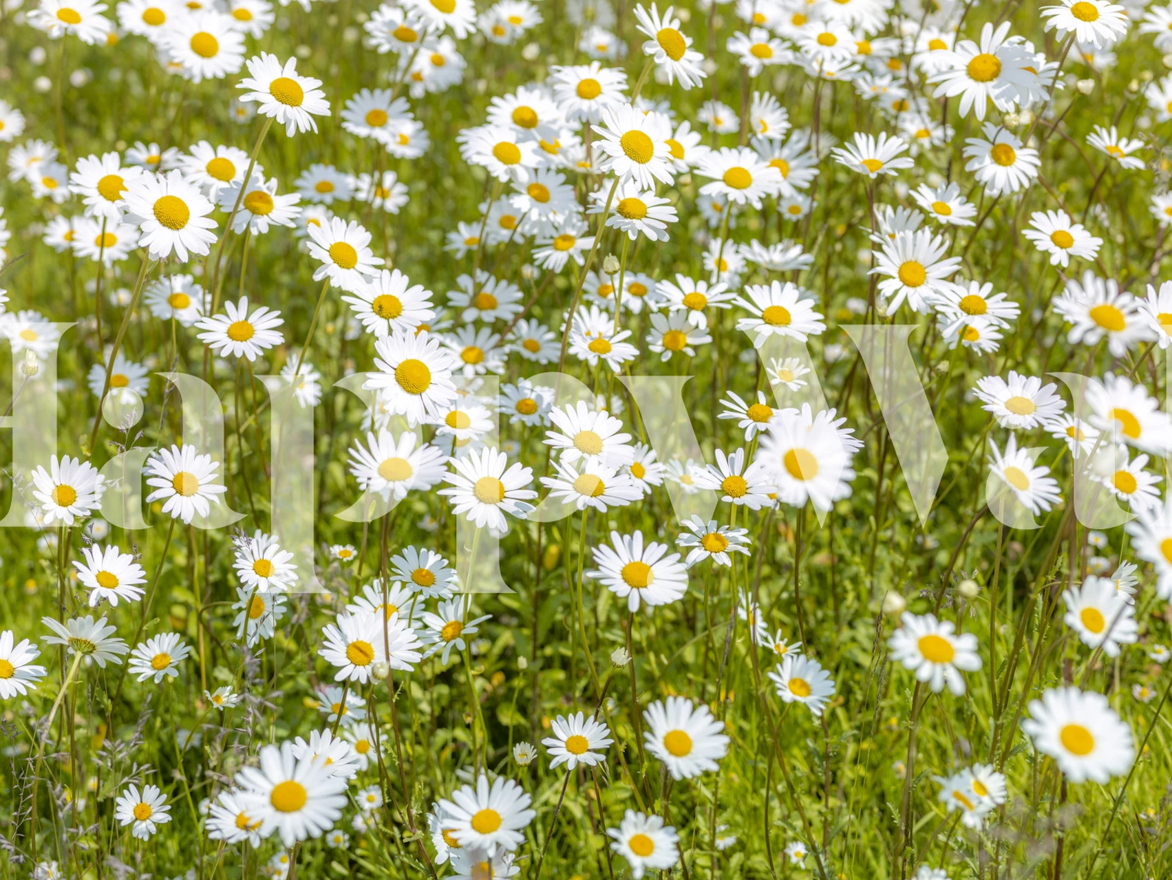 White daisies with yellow centers on green background wallpaper