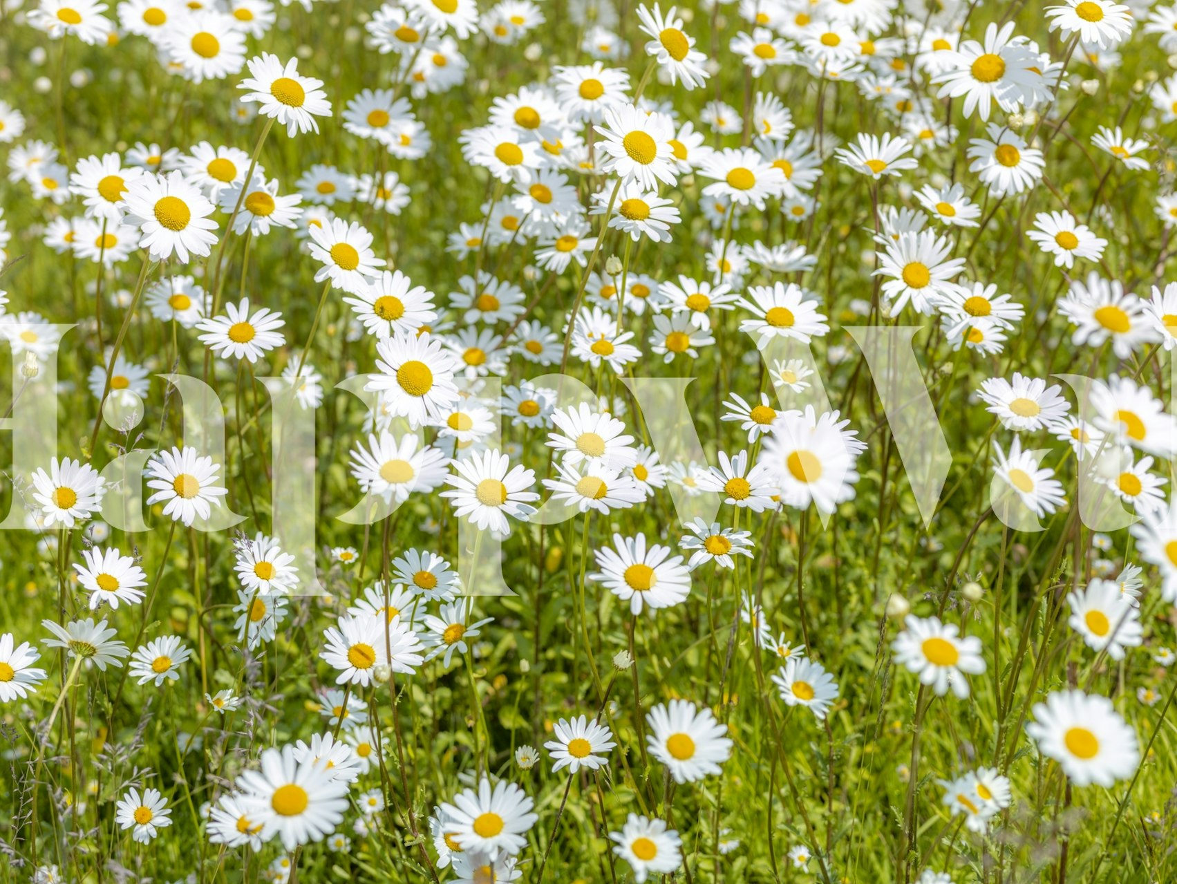 Ταπετσαρία Daisy flowers σε σαλόνι
