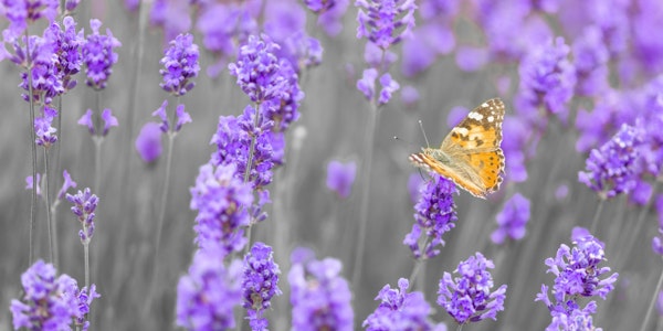 Butterfly Lavender flowers