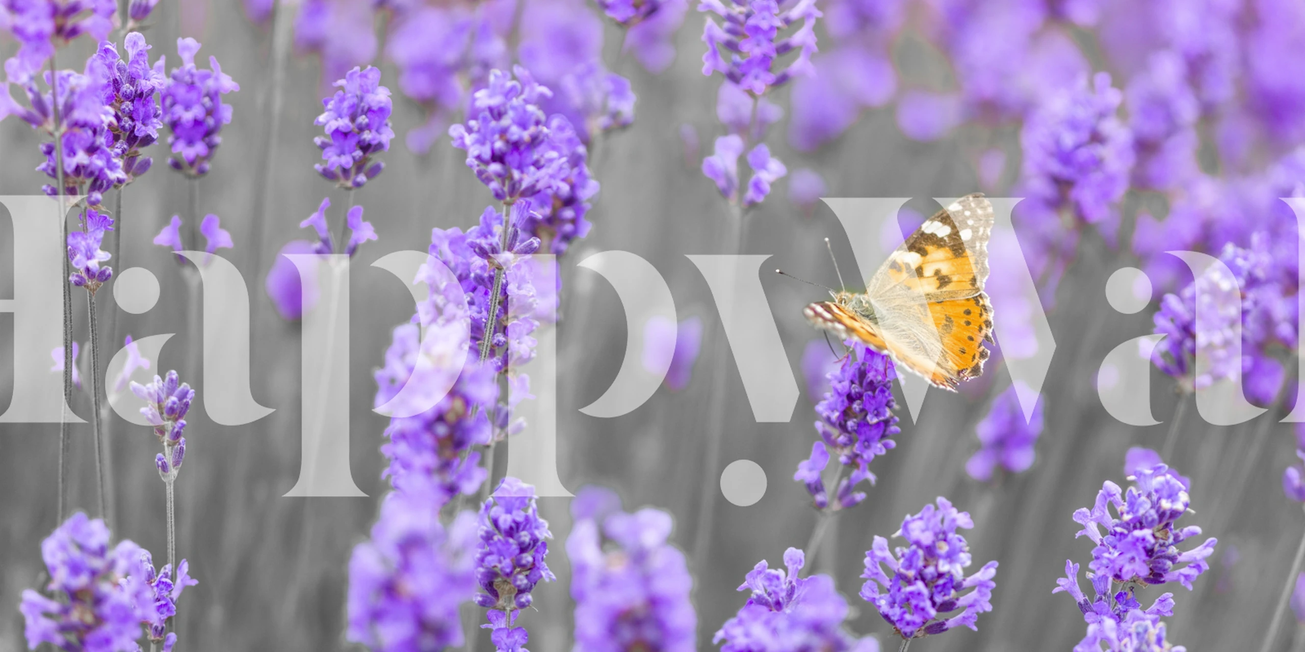 Purple lavender flowers with a butterfly, floral wallpaper