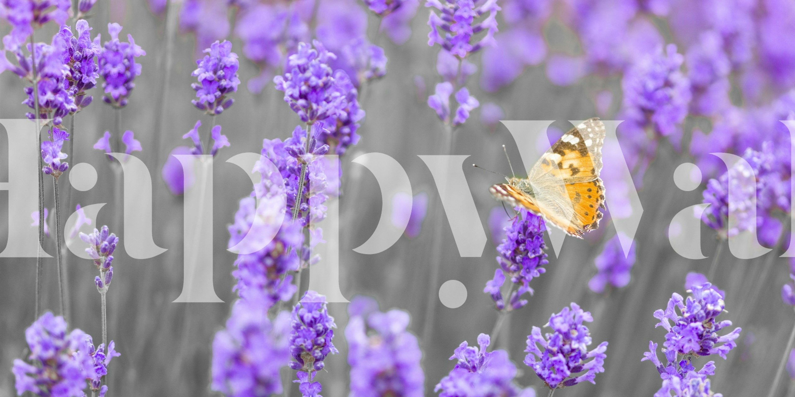Purple lavender flowers with a butterfly, floral wallpaper