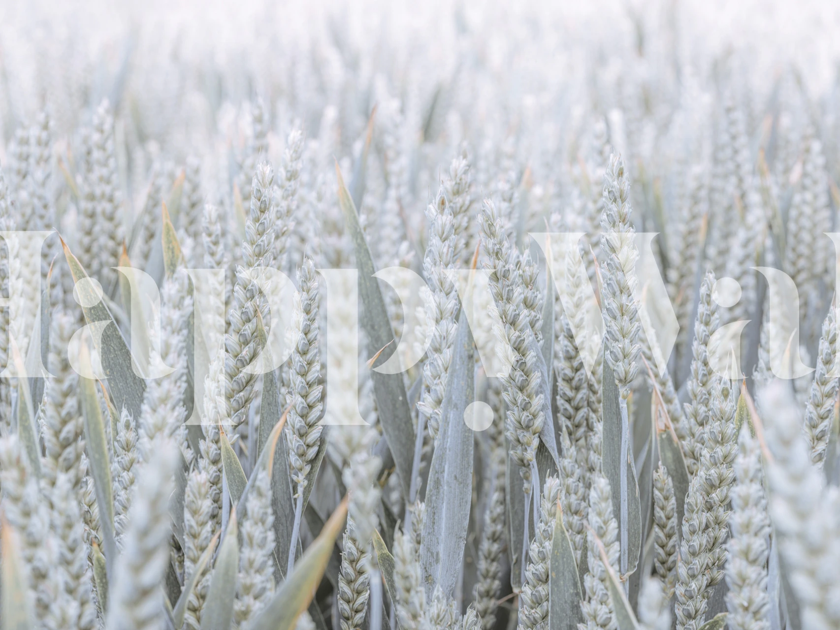 Wheat field wallpaper design in a room