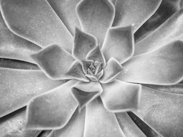 Succulent plant