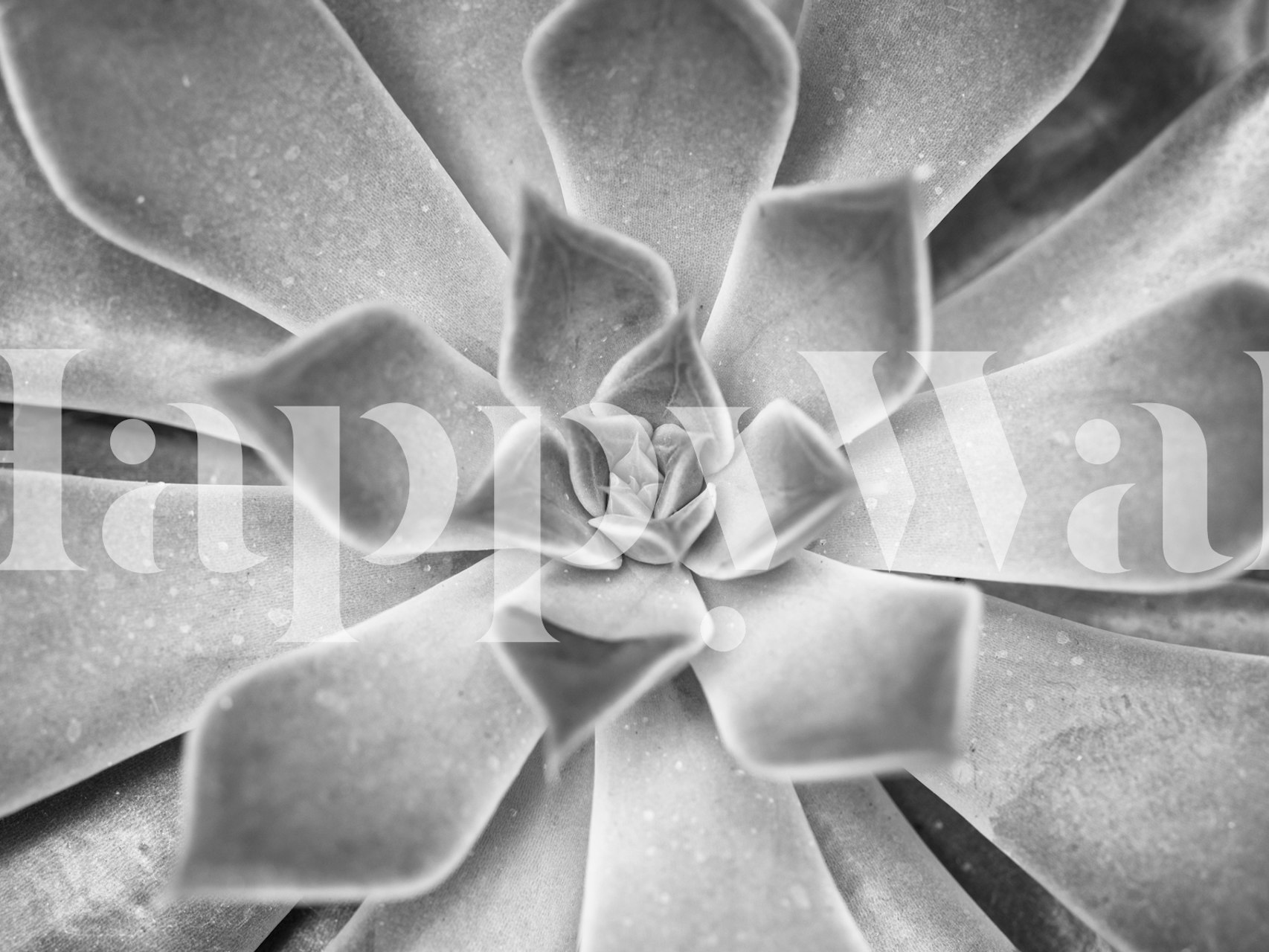 Black and white succulent plant close-up wallpaper