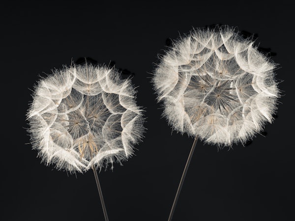 Dandelion Clock