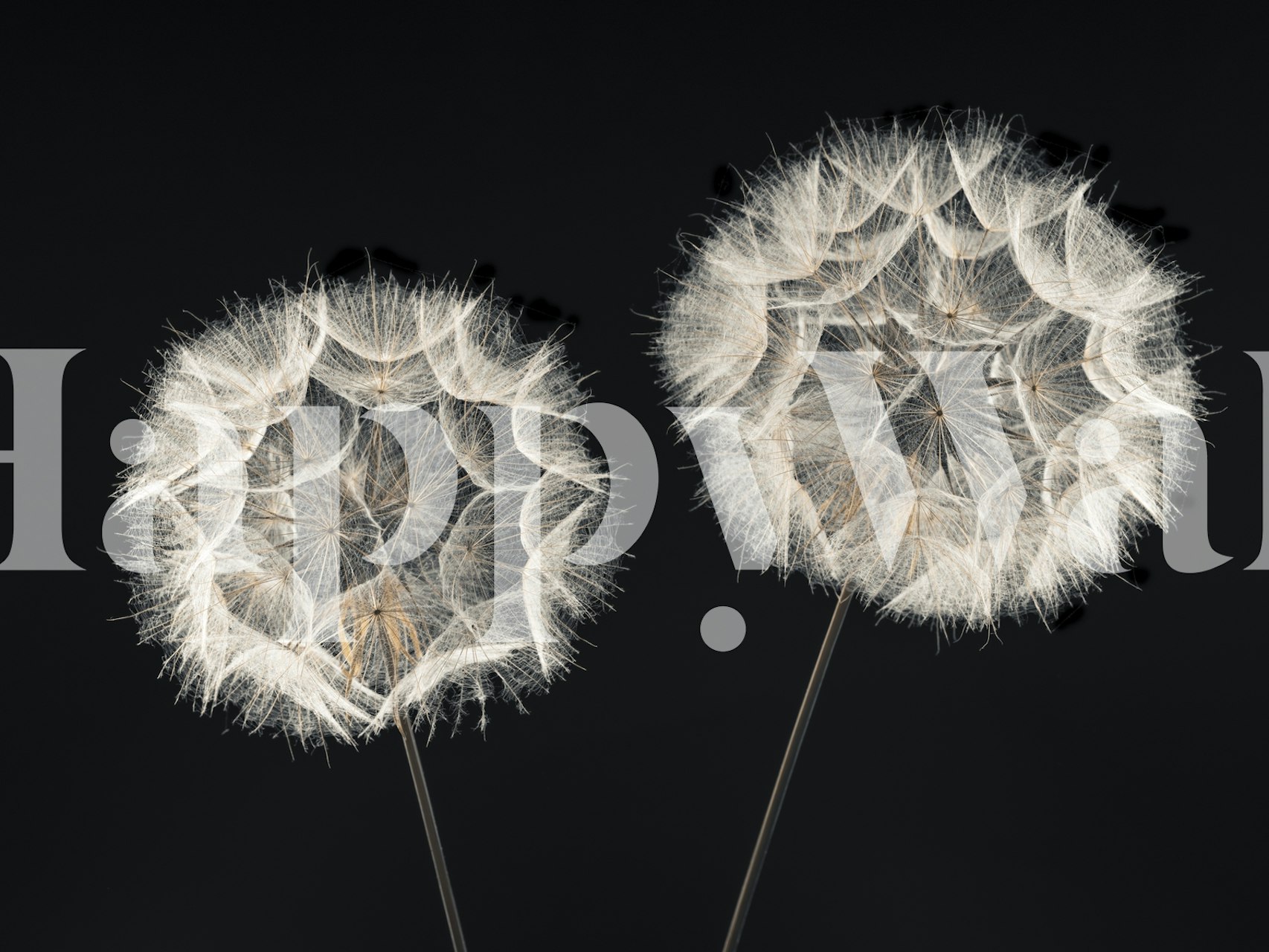 Two dandelion clock flowers on a black background wallpaper