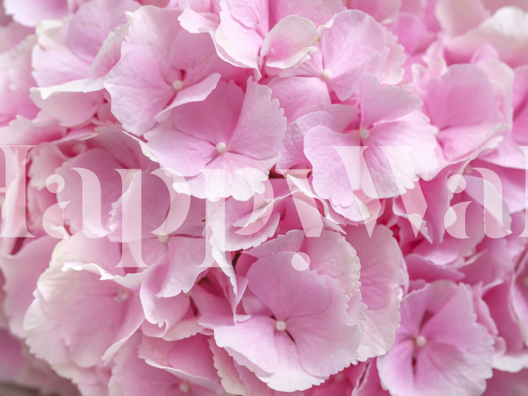 Nahaufnahme eines zartrosa Blumenstraußes Fototapete