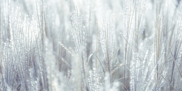 Japanese Silver Grass 4