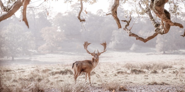 Stag in a field