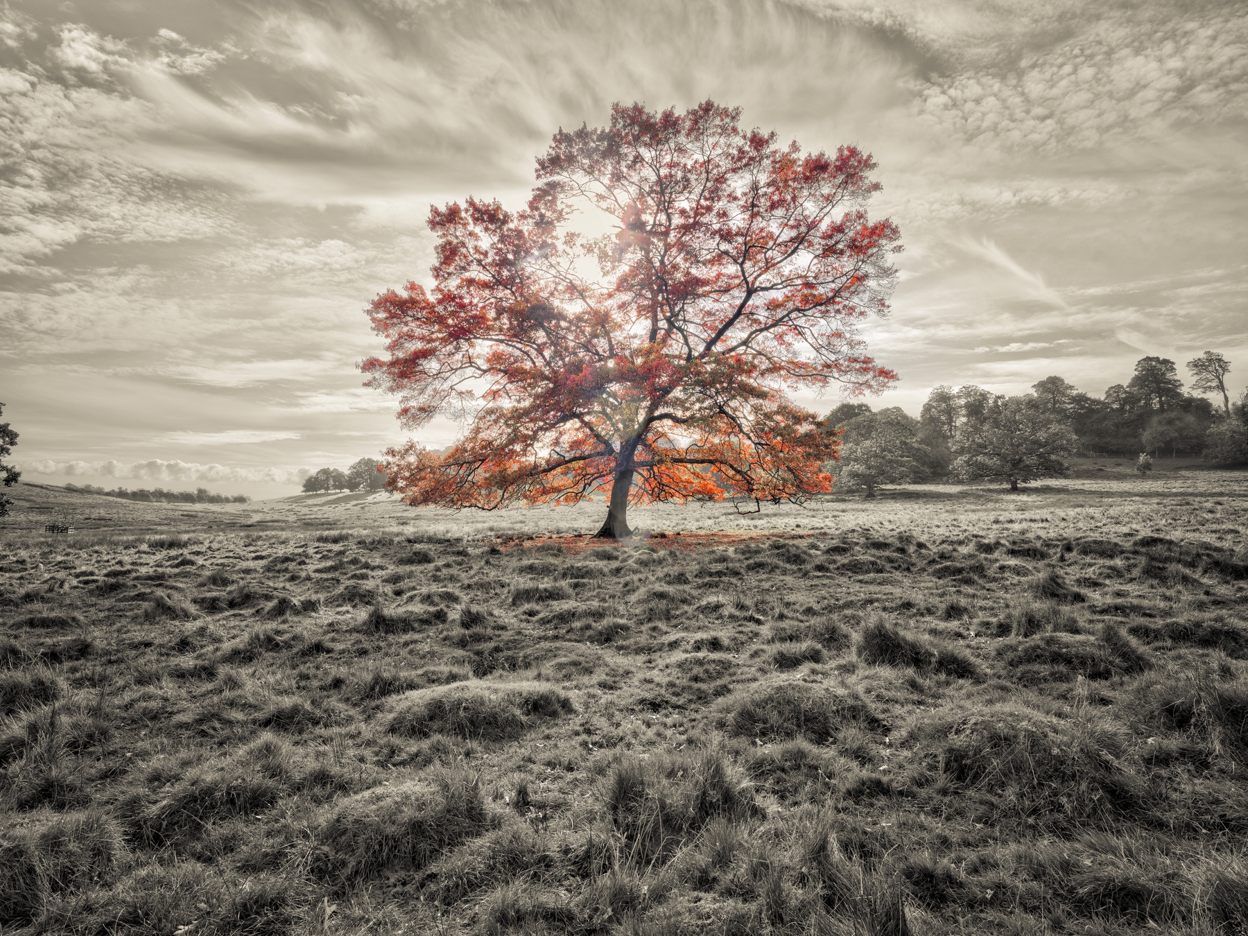 Single Tree At Autumn Wallpaper Buy Online Happywall