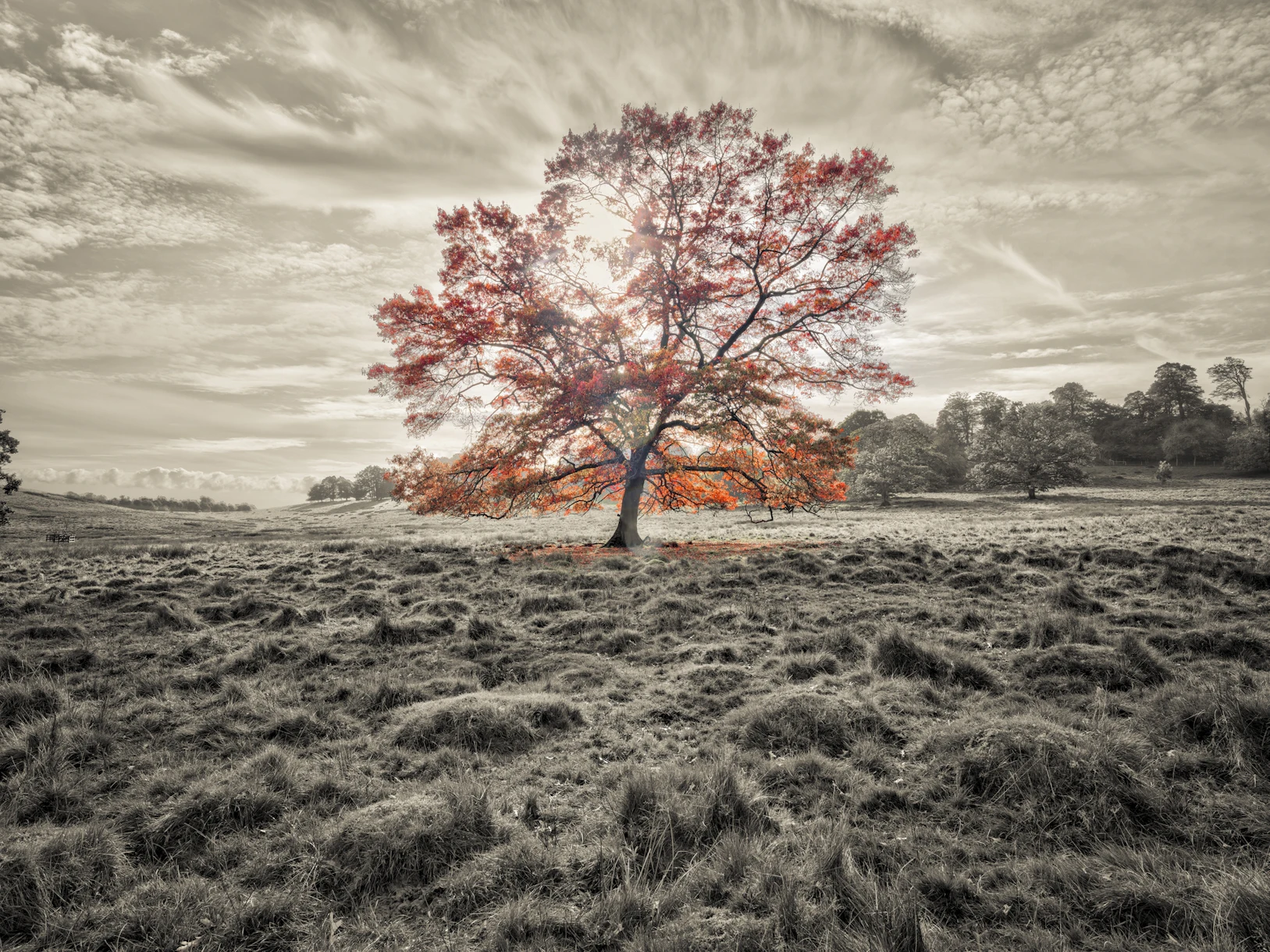 Autumn Single Tree Single Tree at Autumn Wallpaper - Buy Online | Happywall