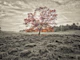 Single tree at autumn